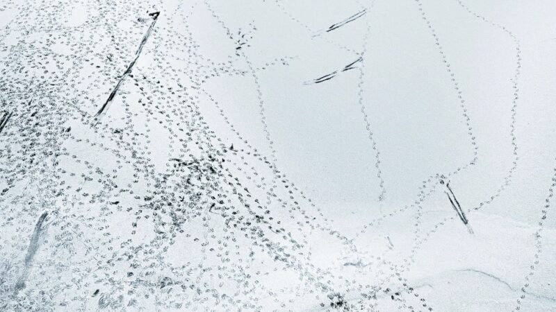 Cover: Sascha Kleis / ECM
