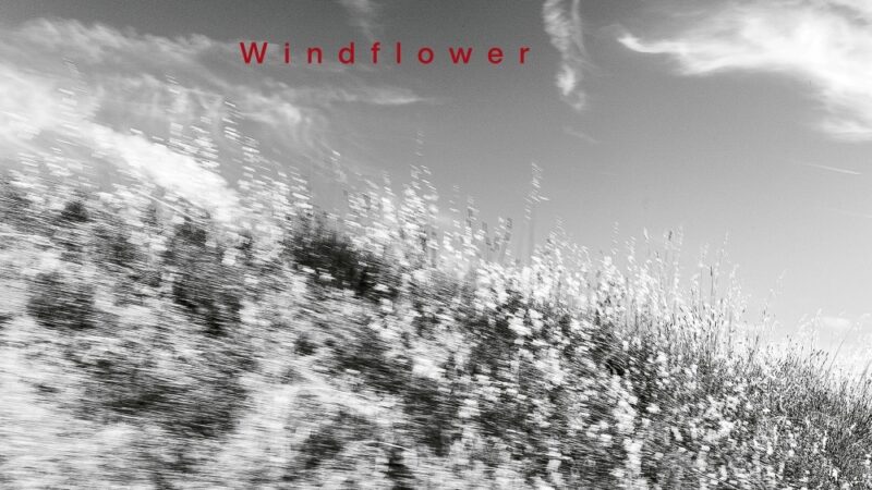 Ayumi Tanaka – Windflower (ECM 2859)